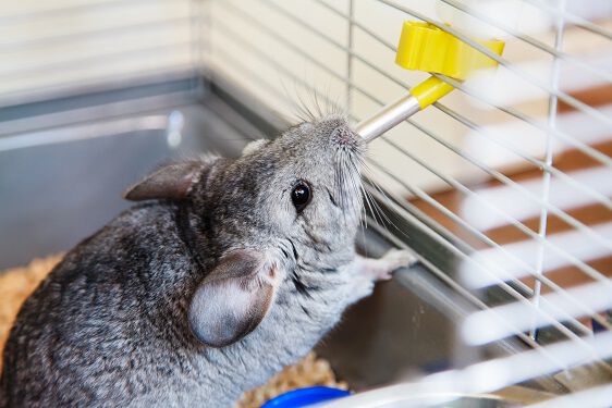 Chinchilla hot sale pet supplies